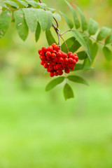 Wall Mural - Green rowan tree with red berries. Bunch of mountain ash. Autumn inspiration in Russia. Bright contrast colors. Copy space for your text