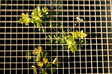 Wall Mural - Young maple tree growing through metal grid on spring sunny day