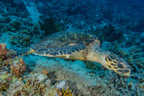 Fototapeta  - Hawksbill sea turtle in the Red Sea, dahab, blue lagoon sinai