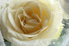 Big Wet White Rose And Rain Drops On Petal Close-up