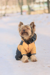 Wall Mural - Yorkshire Terrier on a walk in a winter park. faithful loyal friend