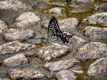 Xuthus Swallowtail Butterfly In Shallow Riverbed 1