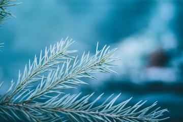 Wall Mural - Christmas fir tree blue background with copy space. Fir tree branches texture.