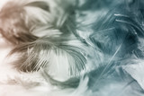Fototapeta Boho - Blurred pastel feather blur, Pastel colors are simulated in feathers