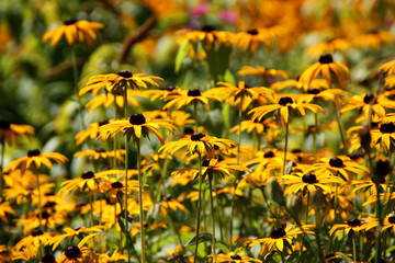 Wall Mural - Blüten der Rudbeckien