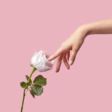 Woman Touching A White Rose