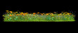 Background illustration of green field of grass with flowers. 3D rendering. Useful for commercial banners and print