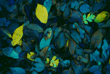 Abstract Atumn Leaves