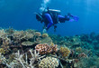 Coral Restoration of restored healthy reef in Makassar Indonesia