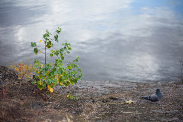 Wall Mural - Birch bush with green leaves growing on a cliff of Mon Repos Park on a blurred background of bay water with a dove