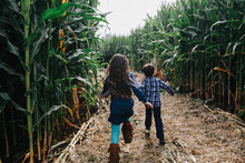 Kids Explore A Corn Maze On A Fall Day
