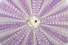 Sea Urchin Shell Closeup