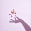 © Yaroslav Danylchenko/Stocksy - The shadow of female hand touches a delicate natural orchid flower on a pastel pink background. Flat lay.