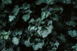 © Lea Csontos/Stocksy - Wall covered in ivy