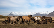 A Herd Of Icelandic Horses