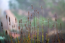 Lavender Laced With Dewy Spider Webs