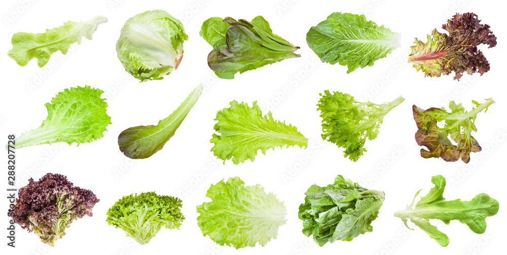 various leaves of lettuce vegetables isolated - obrazy, fototapety, plakaty 