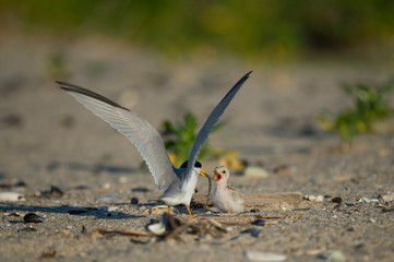 Canvas Print - A Least Tern feeds its young chick a fish on the beach in the bright sunlight.