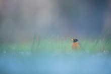 An American Robin With A Smooth Foreground And Background In Dawn Light