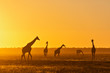 Africa, Namibia, Etosha National Park, Giraffes at sunset, Giraffa camelopardalis