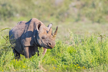Namibia, Etosha National Park, African Black Rhino