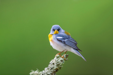 Wall Mural - A male Northern Parula stares straight at the camera perched on a green textured branch with a smooth green background.