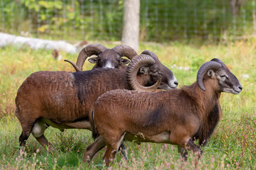 Wall Mural - The mouflon (Ovis orientalis)  during mating season on game reserve.