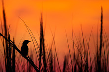 A Seaside Sparrow Silhouetted Against An Orange And Pink Sunrise Sky In The Marsh Grasses.