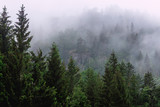 Fototapeta Las - Fog over the woods