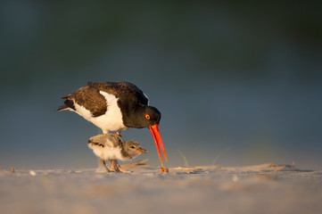 Canvas Print - American Oystercatcher feeds its chick food on a sandy beach in the golden evening sunlight.