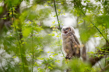 Canvas Print - A Great-horned Owlet yawns while perched on a branch surrounded by bright green leaves.