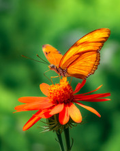 Extreme Closeup Of Julia Butterfly On Orange Flower With Dark Green Blurred Background