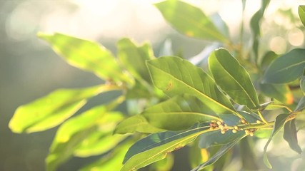 Wall Mural - Laurel plant growing in a garden. Closeup of fresh organic laurel leaves, macro shot. Herbs and spices, condiments, seasoning. Aromatic spice for cooking. 4K UHD video, slow motion