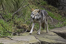 Mexican Gray Wolf. Standing. Walking To The Left;