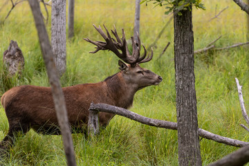 Poster - European red deer (Cervus elaphus) during rut.This species is fourth  the largest deer species