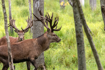 Canvas Print - European red deer (Cervus elaphus) during rut.This species is fourth  the largest deer species