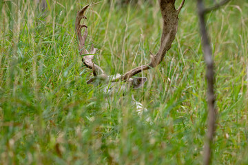 Poster - The fallow deer (Dama dama) .This deer is native species to Europe.Fallow deer  has a great variability of color from very dark to white