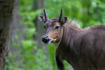 Sticker - Nilgai - Blue Bull (Boselaphus tragocamelus), one of the large antelope and the largest of  Asian antelope.