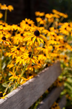 A Group Of Brown Eyed Susan In Bright Sunlight Growing Out Around A Wooden Bench In Pittsburgh, Pennsylvania, USA