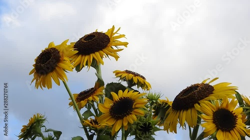 満開のヒマワリ 黄色い花 夏 青空 風はあるが負けない 光 風 花イメージ素材 タイムラプス動画 Stock Video Adobe Stock