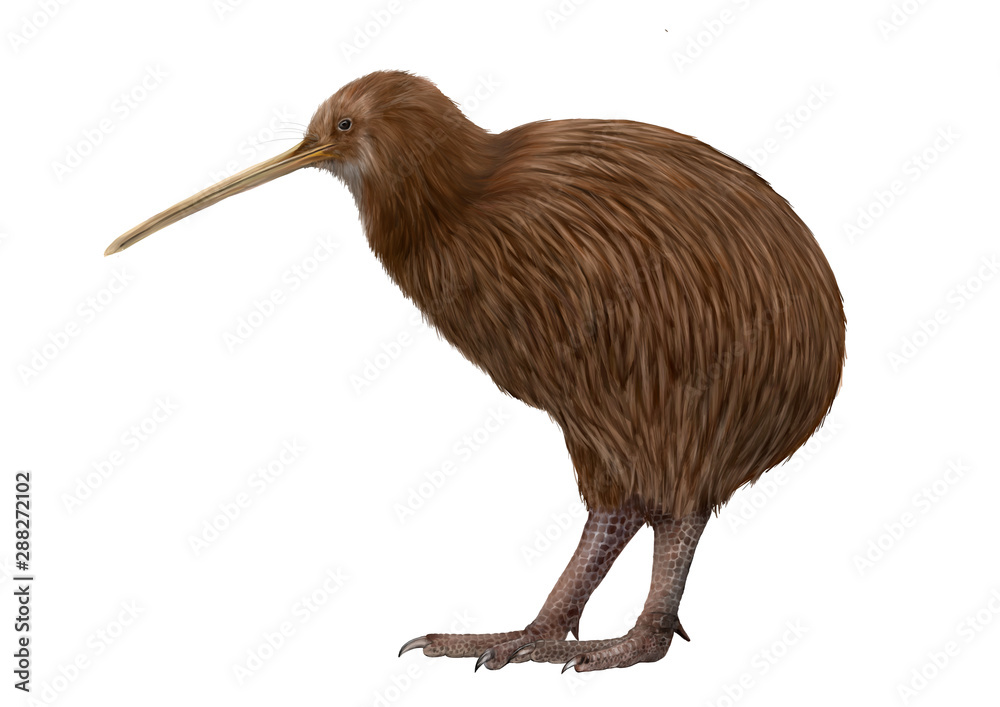 キーウィ（キウイ）のイラスト Stock Illustration | Adobe Stock