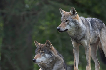  grey wolves, Canis lupus, 2 wolves sitting/standing staring into distance.