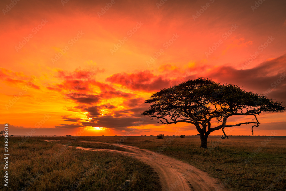 Beautiful sunrise over the plains of the Serengeti national park in Tanzania - obrazy, fototapety, plakaty 