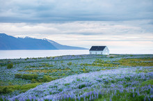 Solitary House At The Shore Of Atlantic Ocean In Iceland Circled By Traditional Icelandic Violet Flowers Lupine. Northern Part Of Iceland, Location Husavik Town. Glorious Summer Morning Landscape.