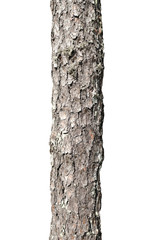 Poster - pine tree trunk isolated on white