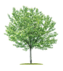 isolated tree on a white background - sorbus aucuparia - mountain ash