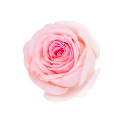 Pink rose flower isolated on white background, soft focus and clipping path.