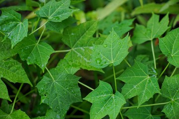 Canvas Print - green leaf with drops of water