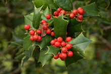 Decoration Of Hollies, Berries. Freshly Cut Holly Branch As Holiday Decor With Defocused Christmas Tree And Lights In Background. Macro With Shallow Dof.