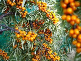 Wall Mural - bright orange berry sea buckthorn on a tree branch